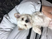 Maltipoo bebekler