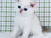British shorthair erkek yavru ny1233, safkan