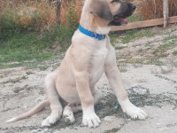 ŞECERELİ ANADOLU ÇOBAN KÖPEĞİ