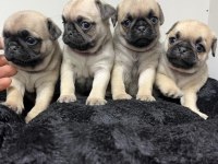 Pug Mops yavrularımız