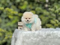 Birbirinden güzel Pomeranian bebeklerimiz
