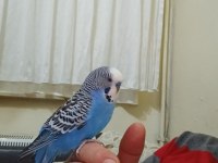Konuşan eline kola gelen muhabbet kuşu