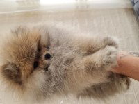 Pomeranian boo köpeği