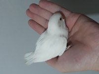 Albino yeni yeme düşmek üzere olan cennet papağanı bebek