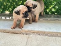 Pug mola yavrular 0-3 aylık