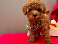 Üst kalite toy poodle yavrularımız