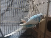 Çek çift muhabbet kuşu yavrulu