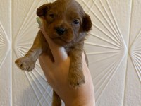 TOY POODLE YAVRULARIMIZ