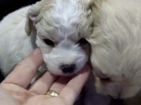 DİŞİ ERKEK MALTİPOO YAVRULARIMIZ