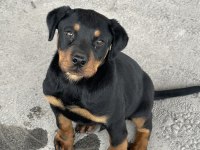 SAFKAN Rottweiler 60 Günlük Erkek Dişi Yavru