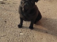 Yetişkin pug mops dişiler