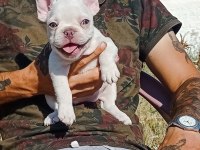Ankara Exotic french bulldog
