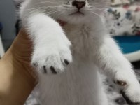 Silver british shorthair bebelerimiz hazır