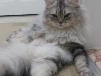 Chinchilla oğlumuza eş arıyoruz