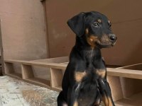 Irkının En Kalitelisi Doberman Yavrular