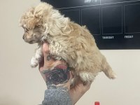 Bebişlerim kore anne kore babadan olma safkan maltipoo