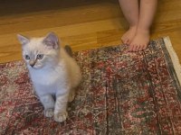 SAHİBİNDEN TÜM EŞYALARI İLE UYGUNA SAFKAN KEDİMİZ