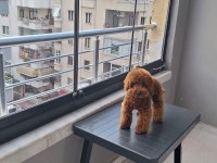 5 Aylik erkek toy poodle