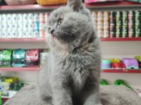 British shorthair 2 aylık bebek dişi