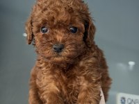 Kore Teacup Poodle Yavrular