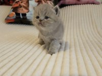 BRITISH SHORTHAIR SCHOTTISH FOLD EVDE YETİŞEN 11 YAVRULAR
