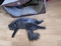 scottish fold Kızıma british longhair arıyorum