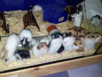 Yavru hamsterlar