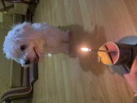 Maltese terrier 2 buçuk yaşında