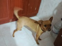 1.5 yaşındaki pinscher kızımıza yuva arıyoruz