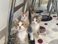 Acil gececi kalıcı yuva arıyorlar sokağa bırakıldı kediler