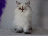 British Longhair