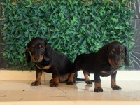 Black Tan Dachshund Yavrular