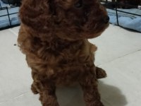 Şecereli Red Brown Kore Toy Poodle Yavruları