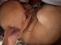 3,5 aylık pet eğitimli şivava