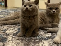 İşte lilac british shorthair güzeli
