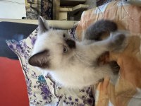 2 AYLIK BLUEPOİNT YAVRU KEDİCİK DİŞİ