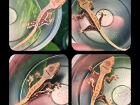 CRESTED GECKO YAVRULAR