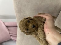 Kore toy poodle
