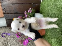 Kore maltese kilo garantili yavrular