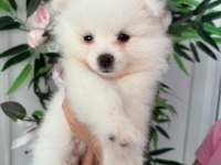 Babby Pomeranians