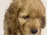 Maltipoo yavrular
