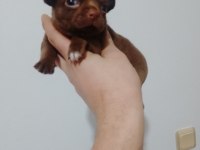 Şivava köpeğimiz acil yuva arıyor