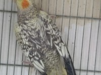 1 yaşında erkek sultan papağanı
