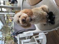 9 aylık uyumlu eğitimli toy poodle