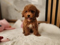 Aşılı Maltipoo Yavrularımız