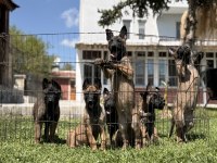 Belçika Malinois Yavrular