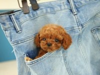 Özenle Yetiştirilmiş Safkan Teacup Poodle Yavrular