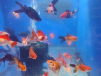 Yavru oranda japon balıklar