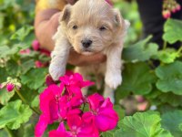 İRK GARANTİLİ MALTİPOO YAVRULAR