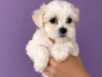 Maltese Terrier Yavrular